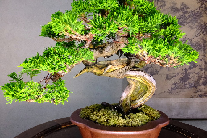 糸鱼川真柏 小品盆栽