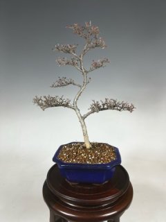格安盆栽2000円均一！ 盆栽販売専門店 盆栽青木園