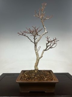盆栽用土アオキブレンド（山野草用） 盆栽用土専門メーカー