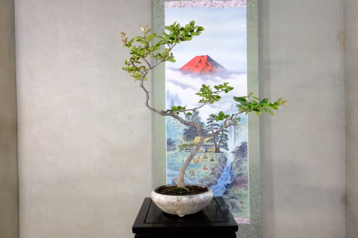 百日紅 大品盆栽 販売 通販 卸 盆栽青木園 百日紅 大品盆栽 販売 通販 卸 盆栽青木園