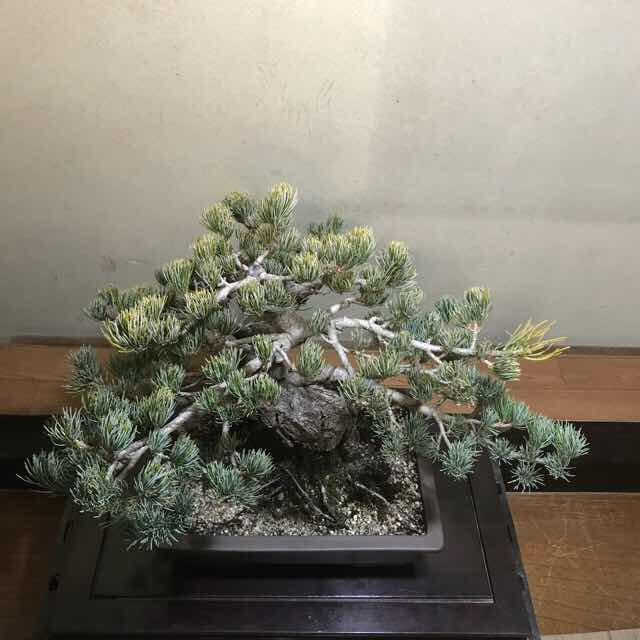 銀八房五葉松 中品盆栽/販売・通販・卸/盆栽青木園