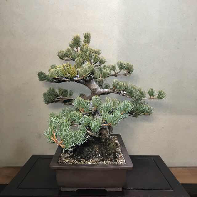 銀八房五葉松 中品盆栽/販売・通販・卸/盆栽青木園
