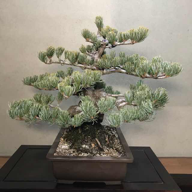 銀八房五葉松 中品盆栽/販売・通販・卸/盆栽青木園