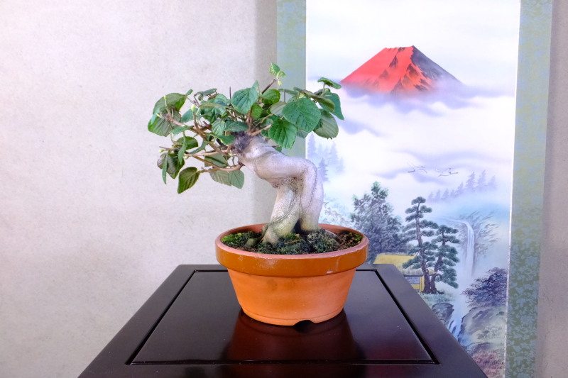 土佐水木 小品盆栽 販売 通販 卸 盆栽青木園 土佐水木 小品盆栽 販売 通販 卸 盆栽青木園