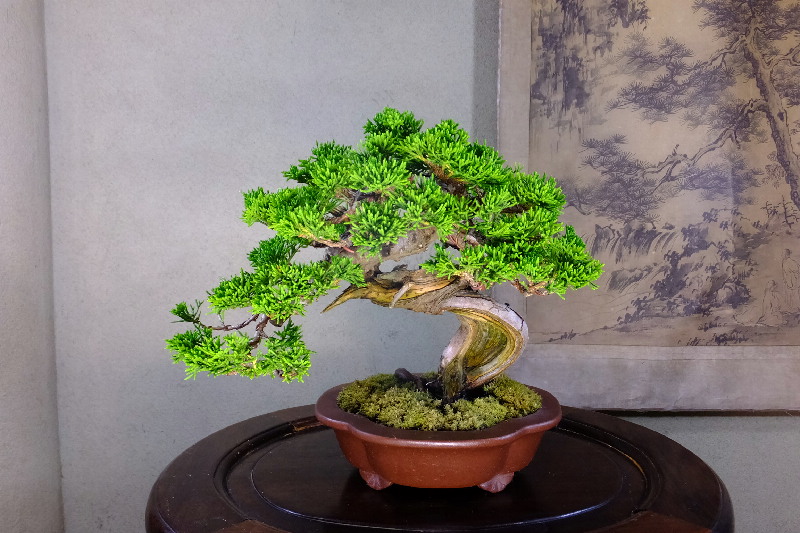 超安い 糸魚川真柏 盆栽 : - fonotecanacional.gob.mx